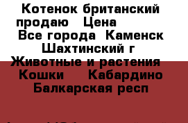 Котенок британский продаю › Цена ­ 3 000 - Все города, Каменск-Шахтинский г. Животные и растения » Кошки   . Кабардино-Балкарская респ.